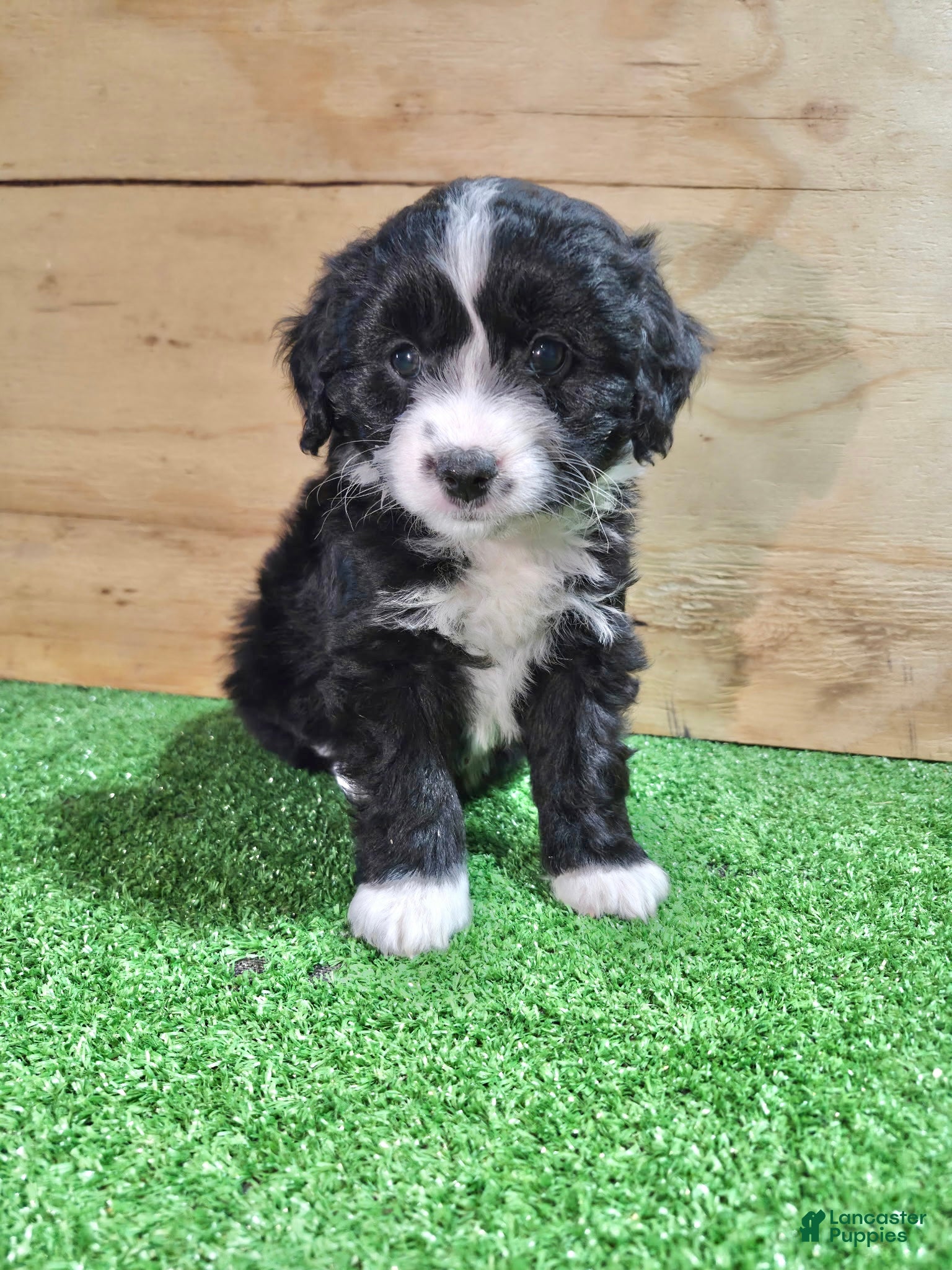 Mini Aussiedoodle dogs Mini Aussiedoodle Puppy 3 - Ad 1