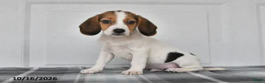 Prince
