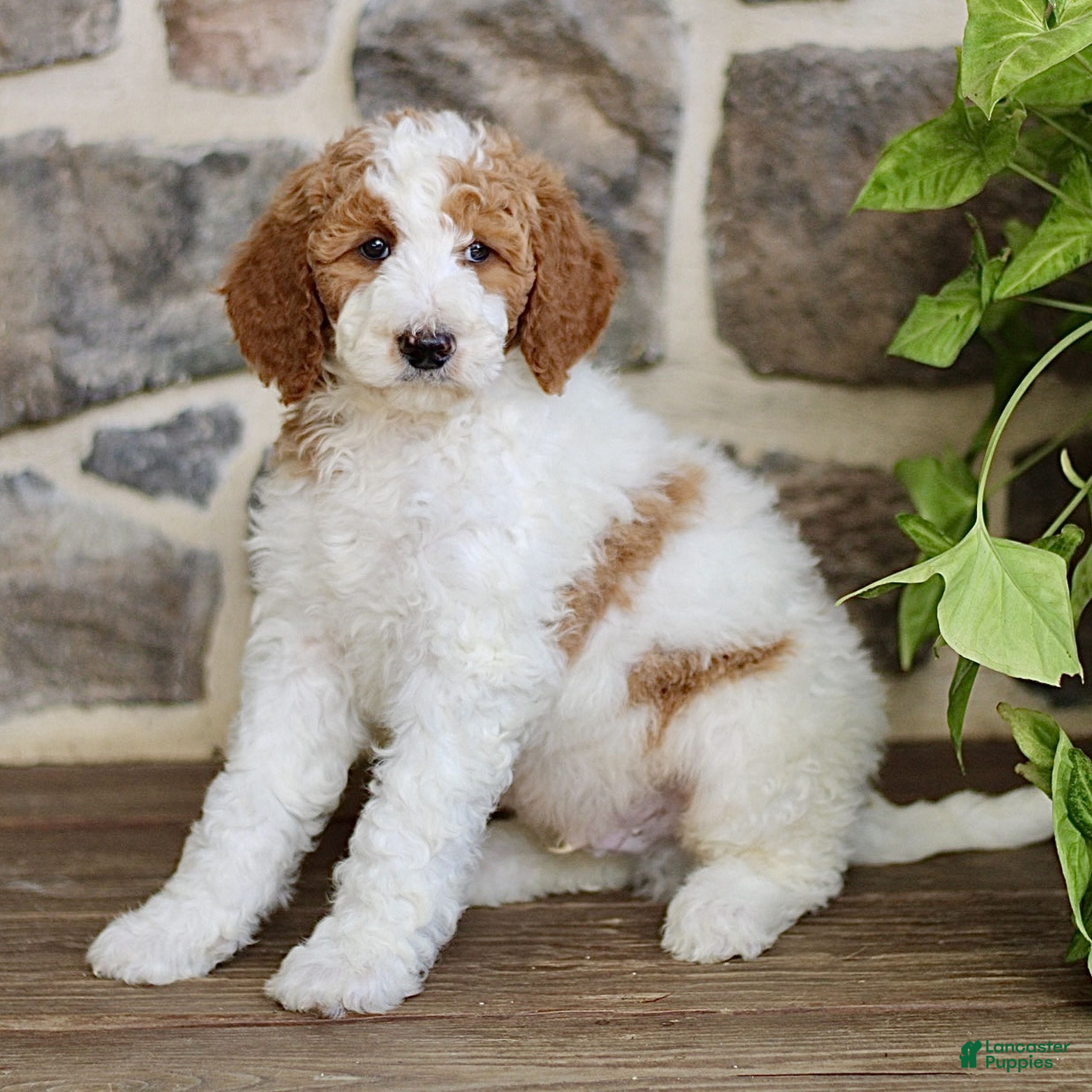 Goldendoodle dogs JR  - Ad 1