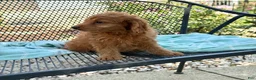 Mini Goldendoodle dogs for sale: Goldie - Ad 8
