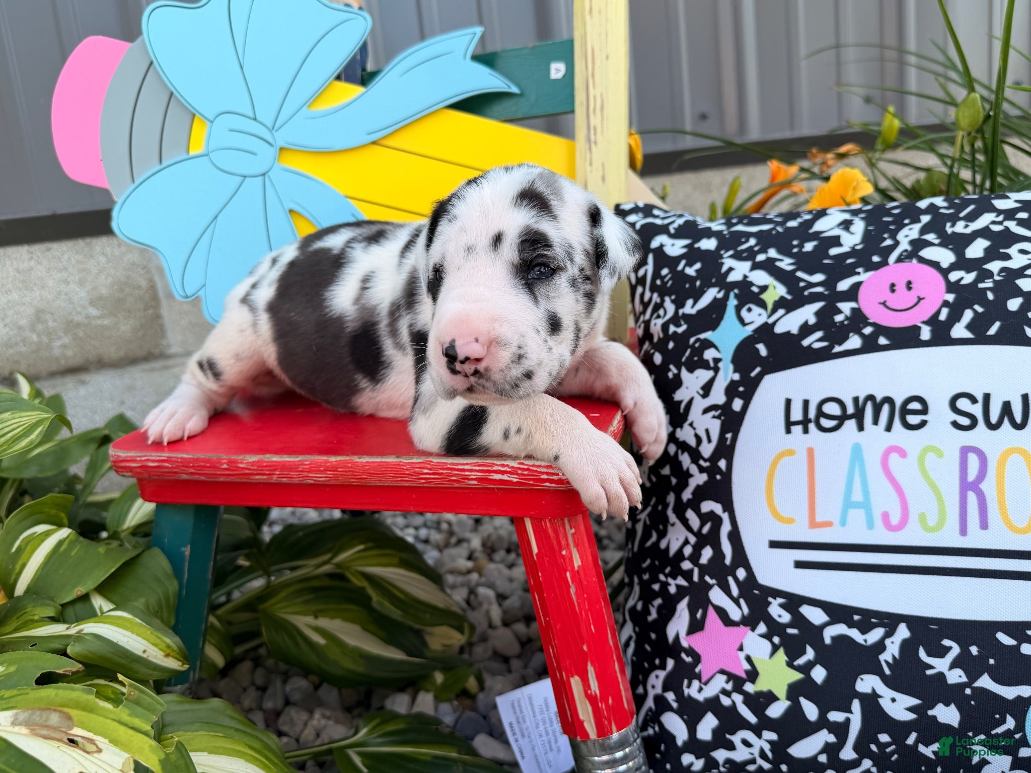 Great Dane dogs Landon  - Ad 2