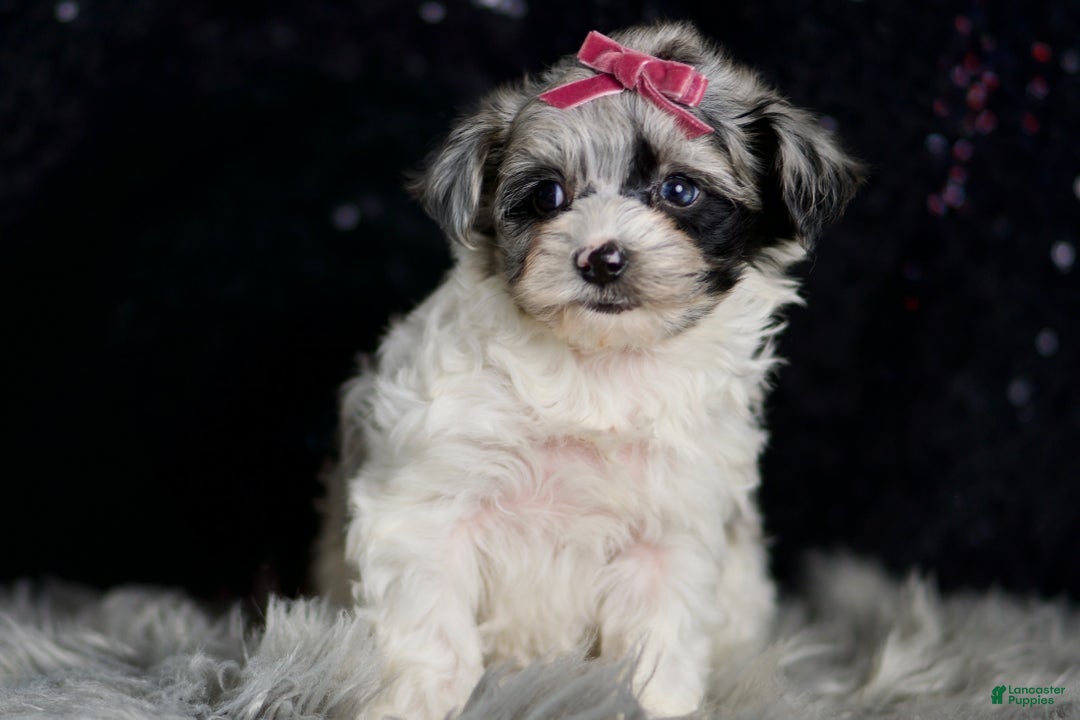 Maltipoo dogs for sale: Prada - Ad 2