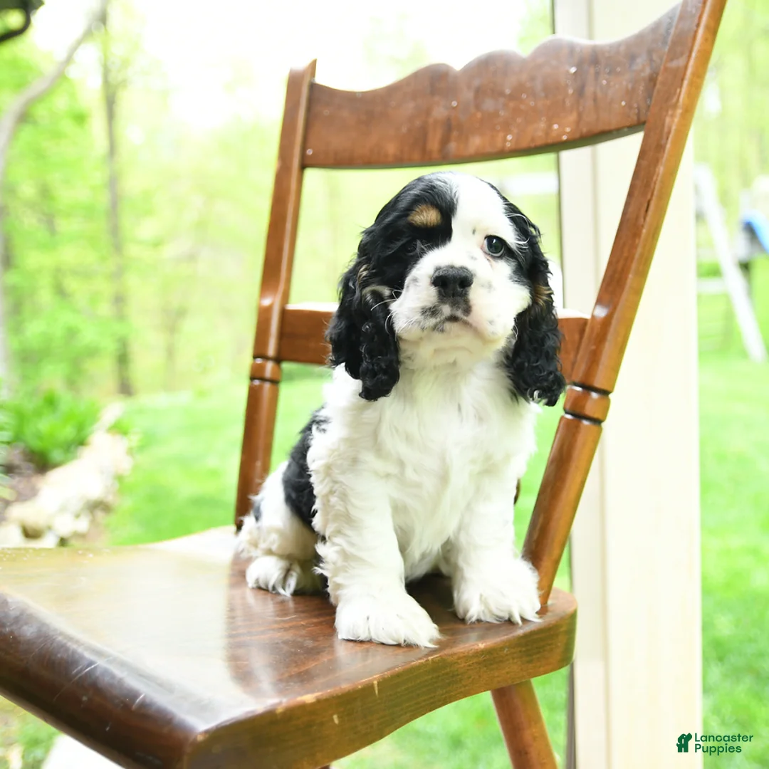 Cocker Spaniel dogs for sale: Blackjack - Ad 1