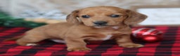 Miniature Dachshund dogs for sale: Sage - Ad 8