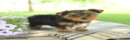 Yorkshire Terrier dogs for sale: Hope - Ad 4