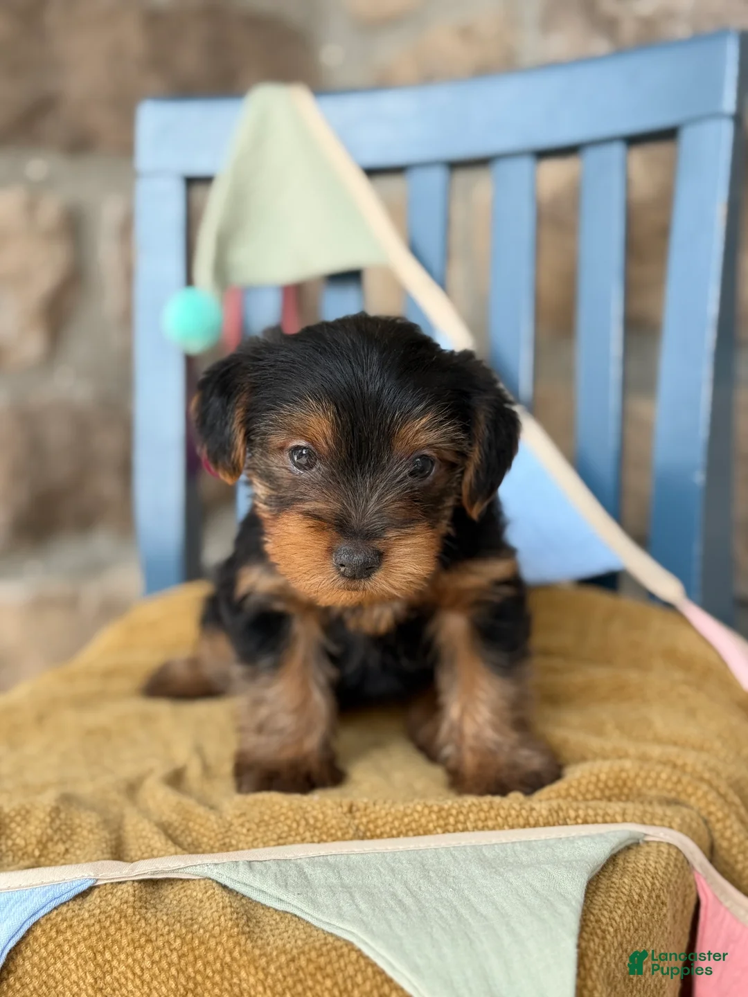 Yorkshire Terrier dogs for sale: Palmer - Ad 1