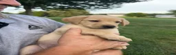 Labrador Retriever dogs for sale:  Ember - Ad 3