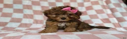Yorkiepoo dogs for sale: Bailey - Ad 6