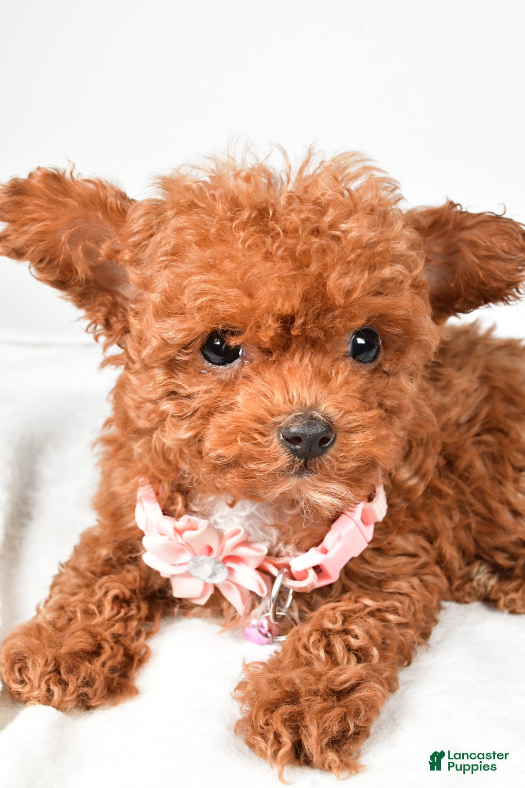 Toy Poodle dogs for sale: Emmy - Ad 5