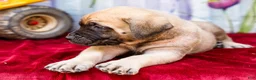 English Mastiff dogs for sale: Miles - Ad 4