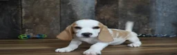 Beagle dogs for sale: Walker - Ad 4