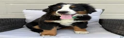 Bernese Mountain Dog dogs for sale: Pearl - Ad 3