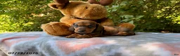 Miniature Dachshund dogs for sale: Dusty - Ad 1