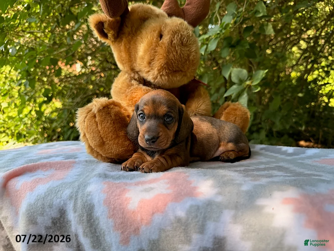 Miniature Dachshund dogs for sale: Dusty - Ad 1