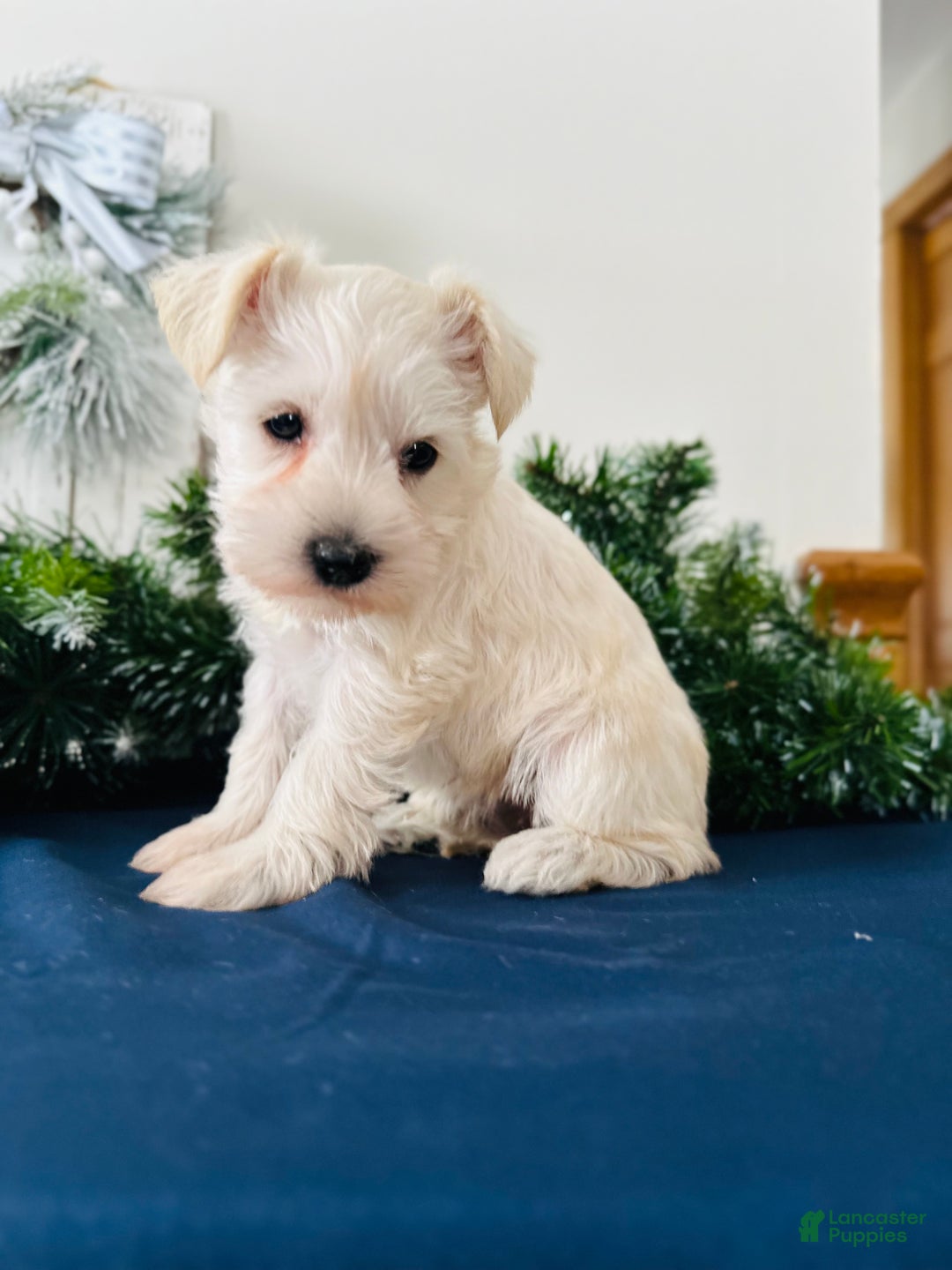 Miniature Schnauzer dogs for sale: Iris - Ad 2