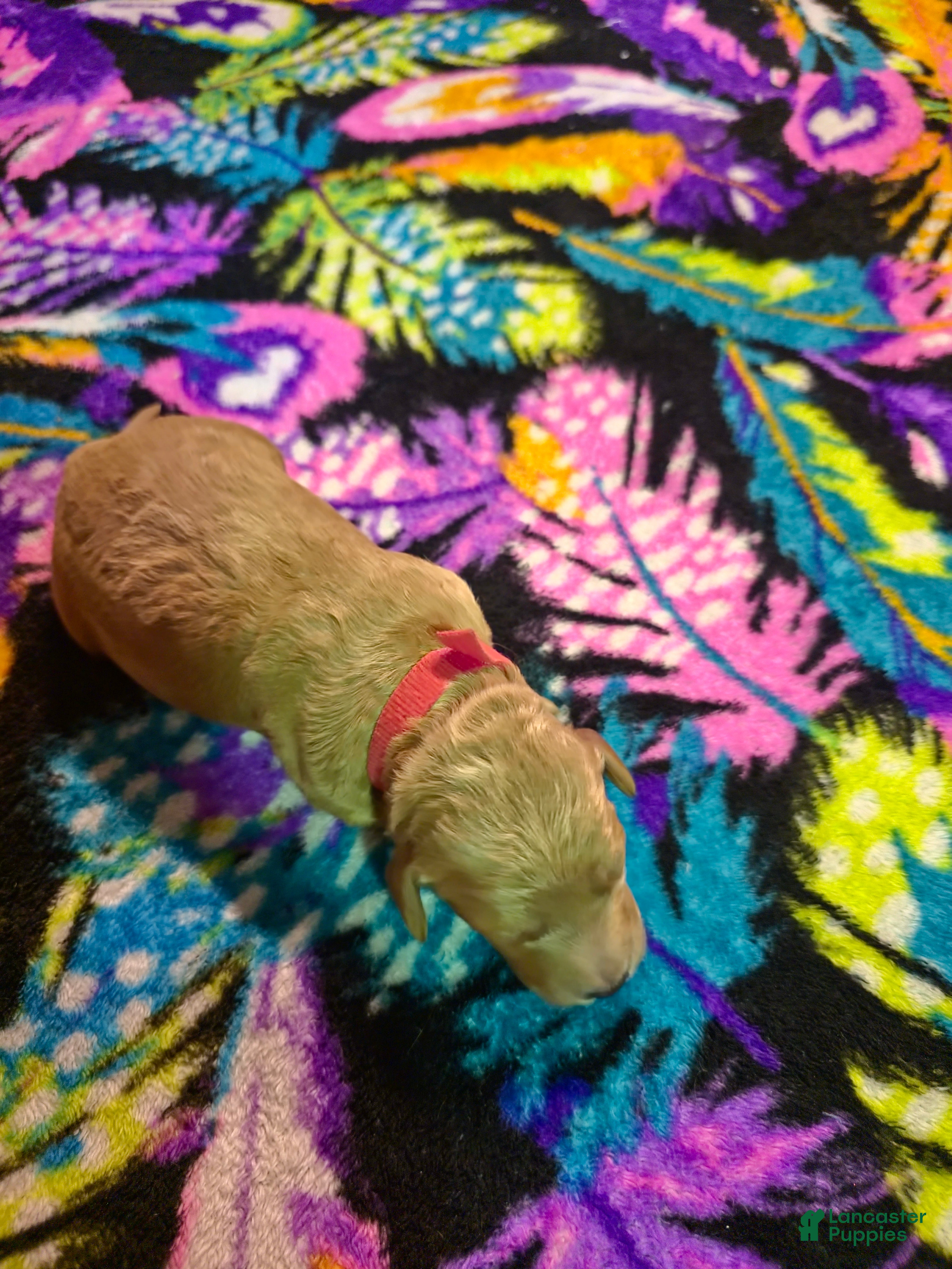 Mini Goldendoodle dogs daisy  - Ad 2