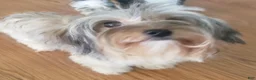 Yorkshire Terrier dogs for sale: Yorkshire Terrier 3 - Ad 2