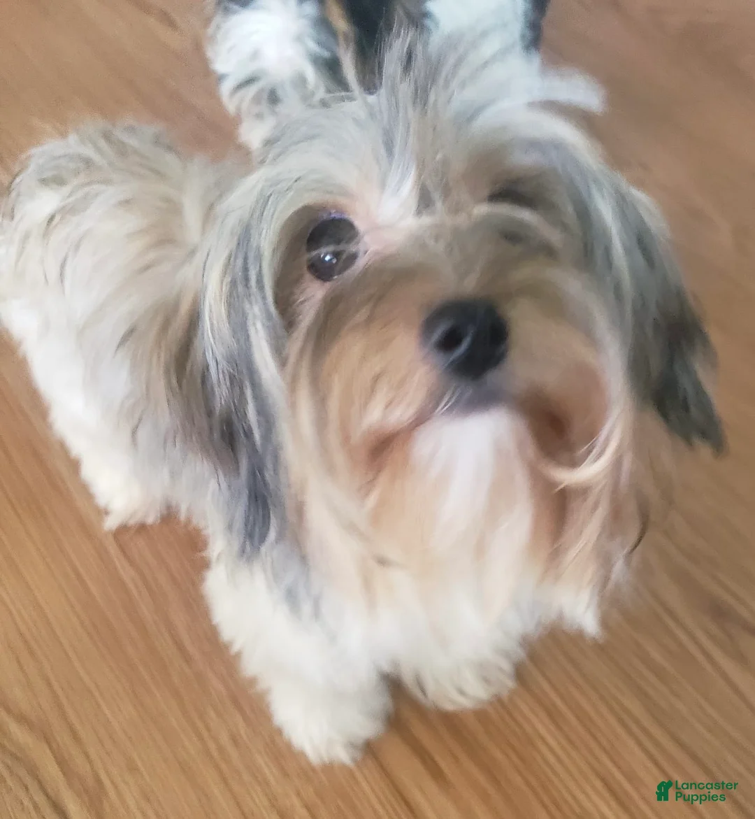Yorkshire Terrier dogs for sale: Yorkshire Terrier 3 - Ad 2