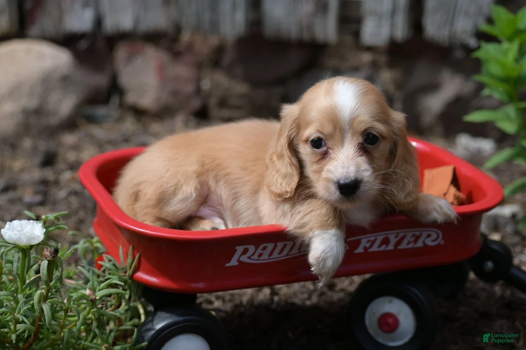 Miniature Dachshund dogs for sale: Byron - Ad 2