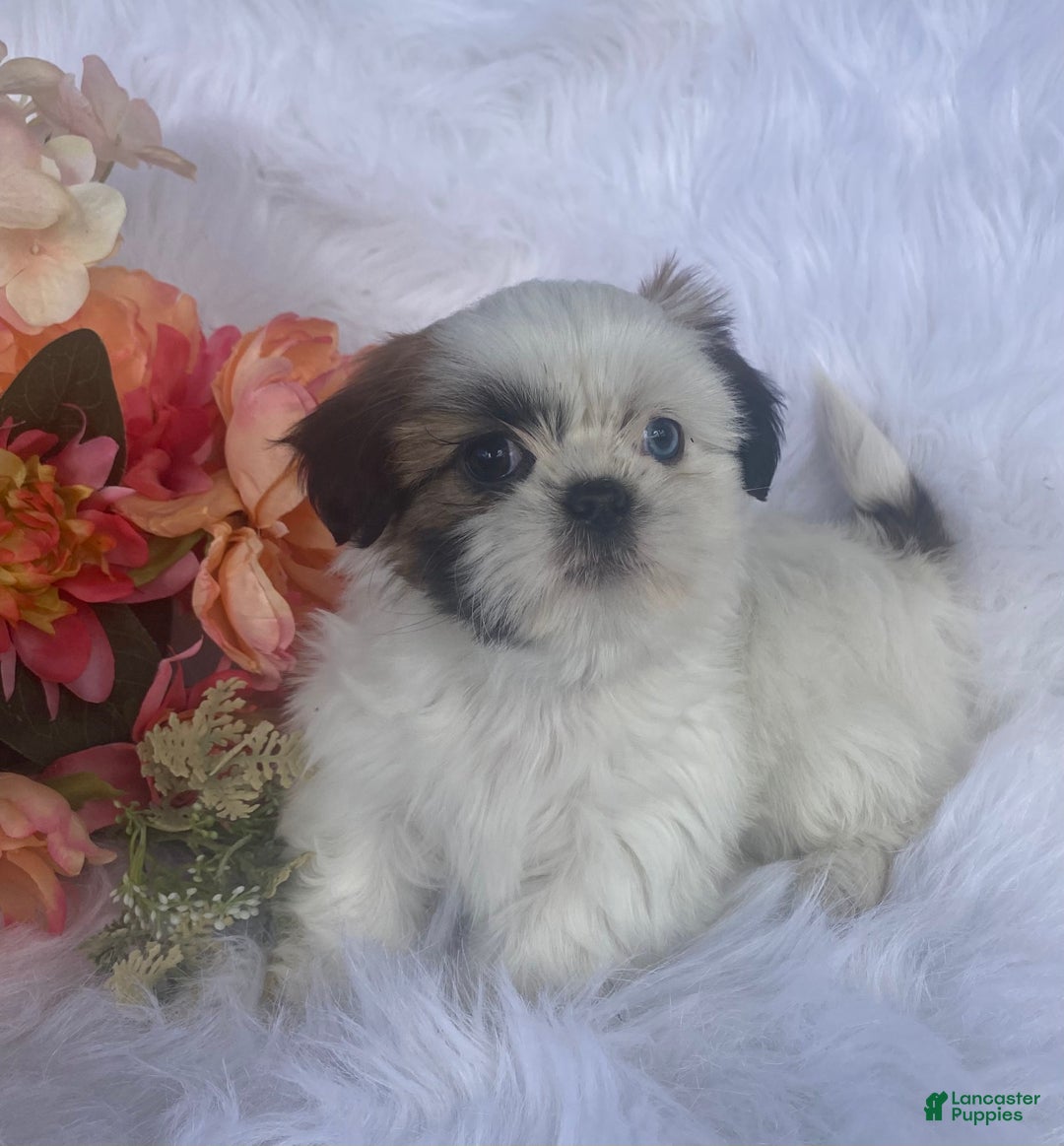 Mixed Breed dogs for sale: Posie  - Ad 2