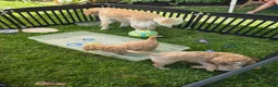 Mini Goldendoodle dogs for sale: Mini Goldendoodle 3 - Ad 11