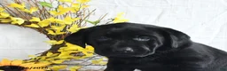 Labrador Retriever dogs for sale: Koni - Ad 3
