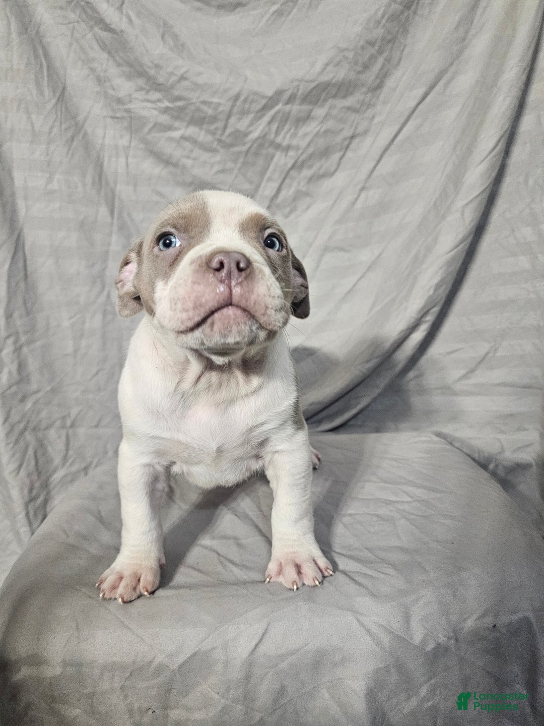American Bully dogs for sale: Bruiser - Lilac Pied - Ad 6