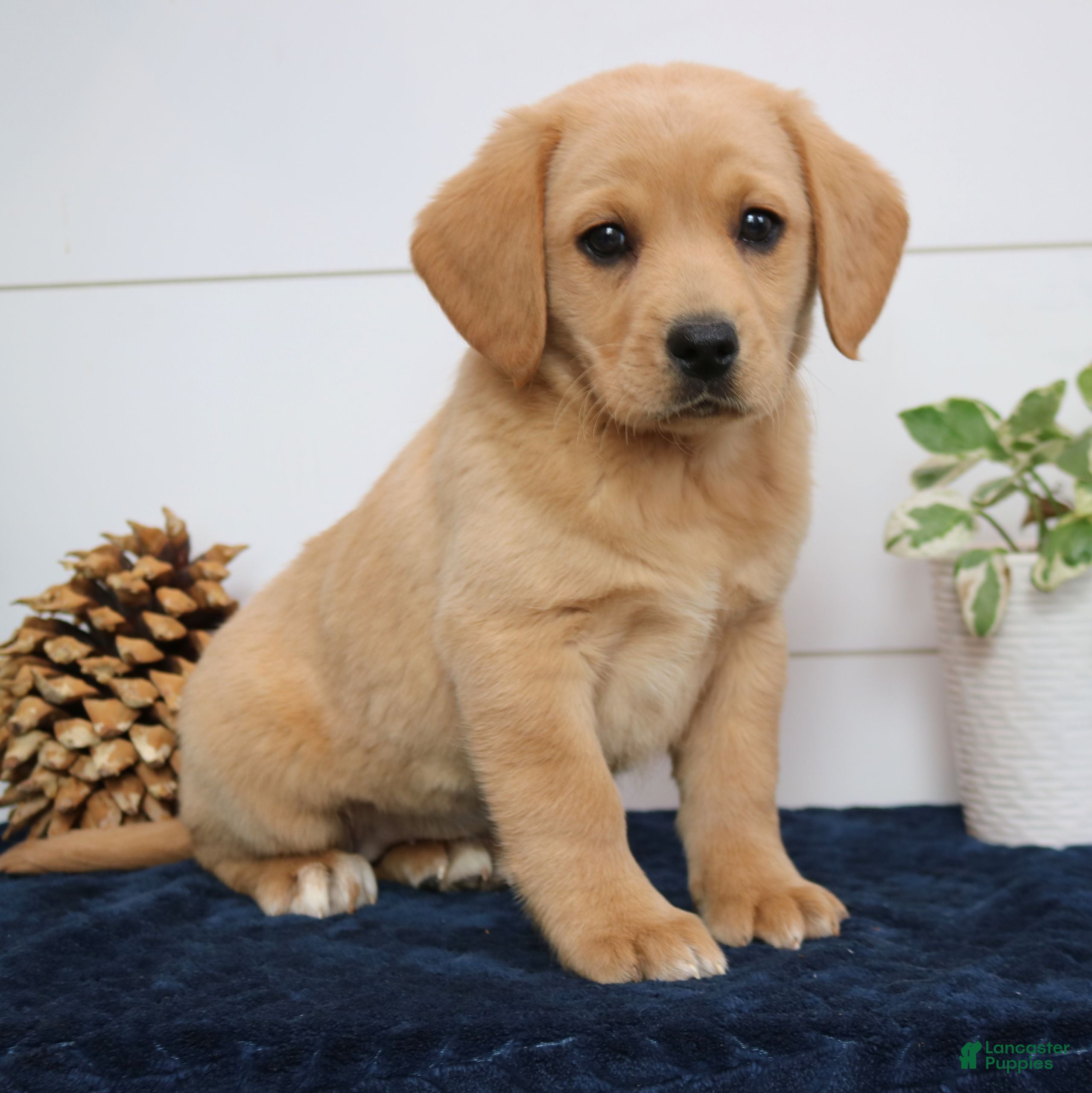 Mixed Breed dogs Ashley  - Ad 2