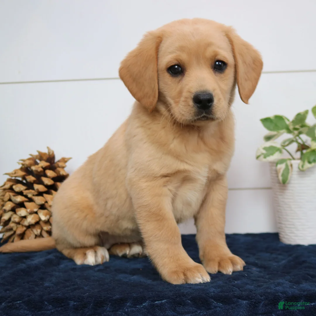 Mixed Breed dogs for sale: Ashley  - Ad 2