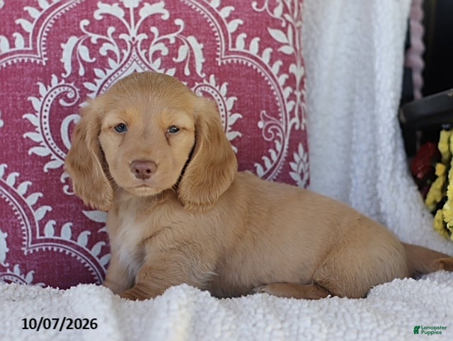 Maycon (Dachshund, Male) in Russellville, OH