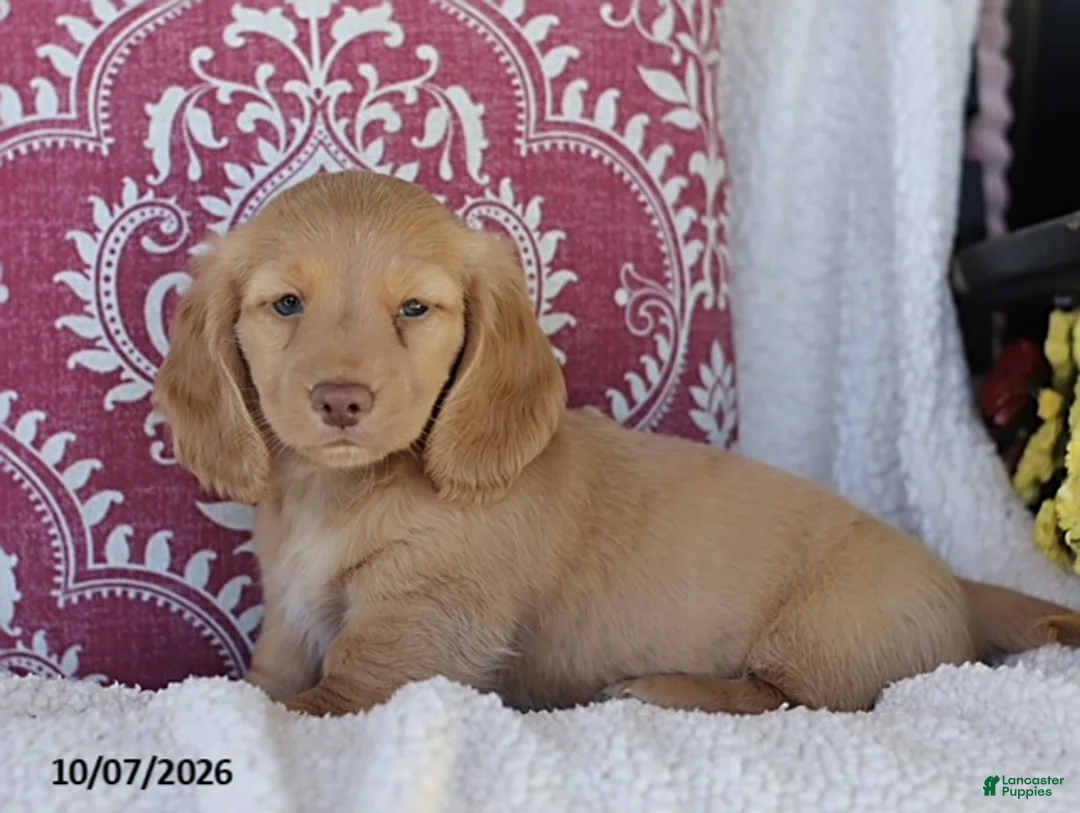 Miniature Dachshund dogs for sale: Maycon - Ad 1
