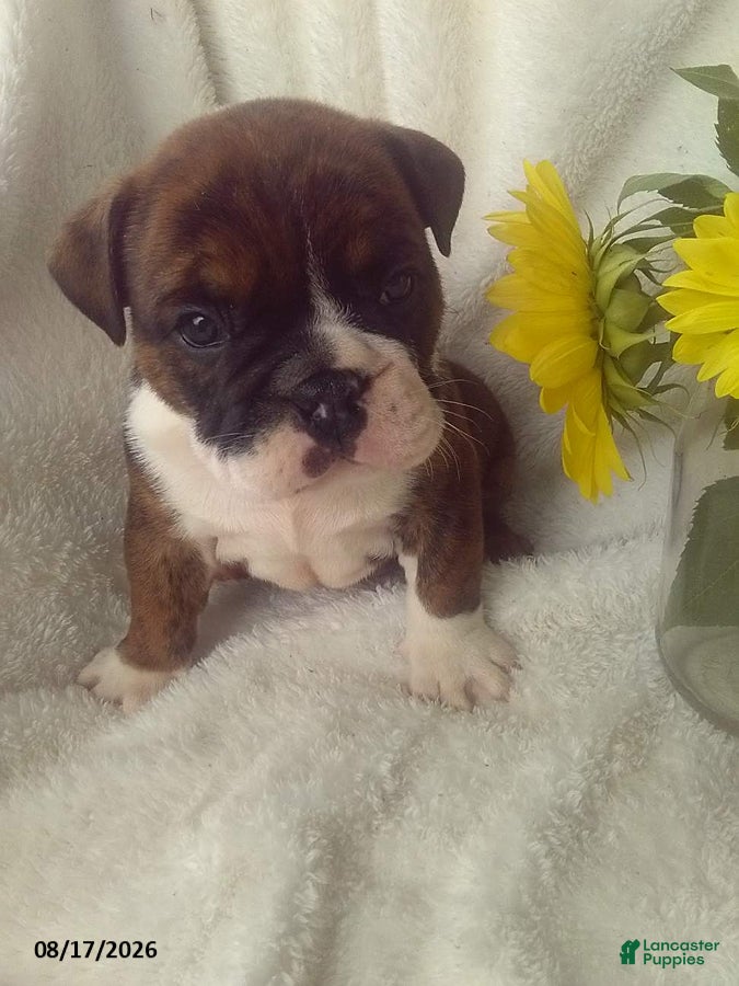 Olde English Bulldogge dogs Sutton - Ad 2