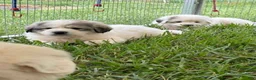 Great Pyrenees dogs for sale: Great Pyrenees Puppy 1 Green - Ad 2