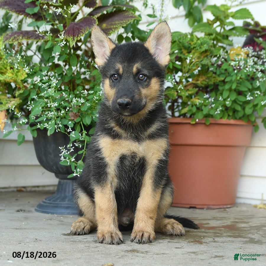 Gerberian Shepsky dogs Theodore - Ad 2