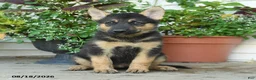 Gerberian Shepsky dogs for sale: Theodore - Ad 2