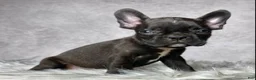 Frenchton dogs for sale: Mr. Beau - Ad 6