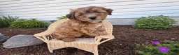 Shorkie dogs for sale: Pinch  - Ad 4