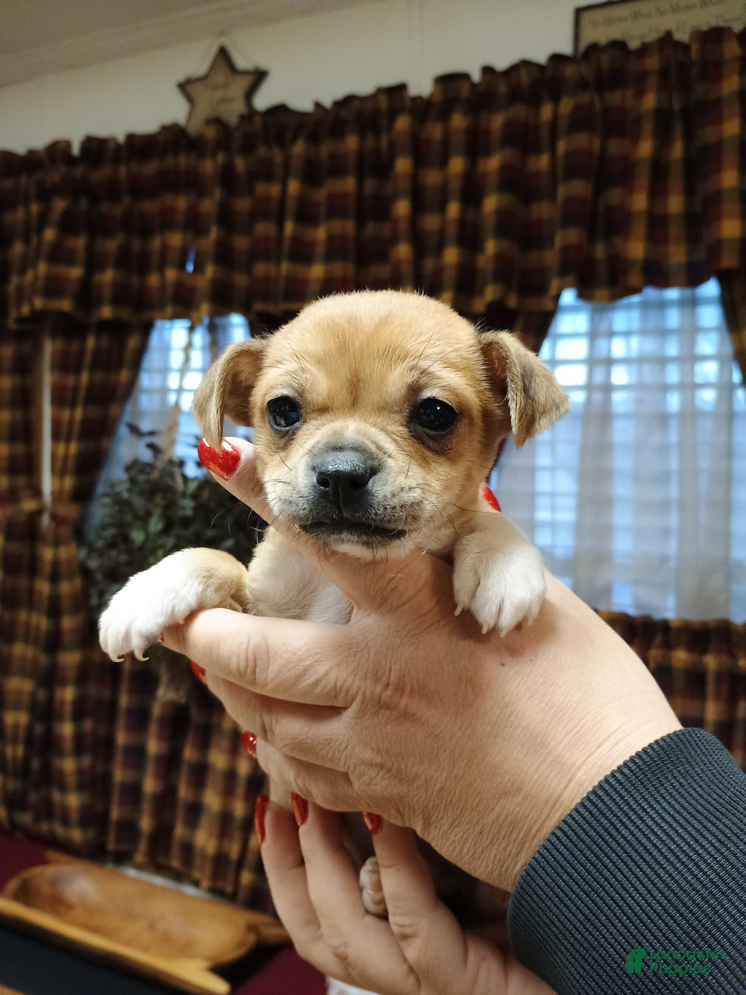 Chihuahua dogs for sale: Winnie - Ad 5