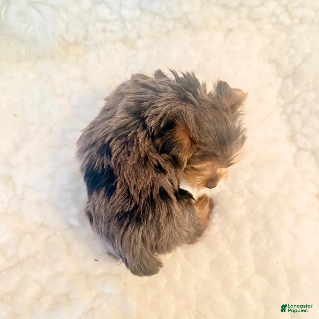 Yorkshire Terrier dogs for sale: Yo-yo tiny toy - Ad 4
