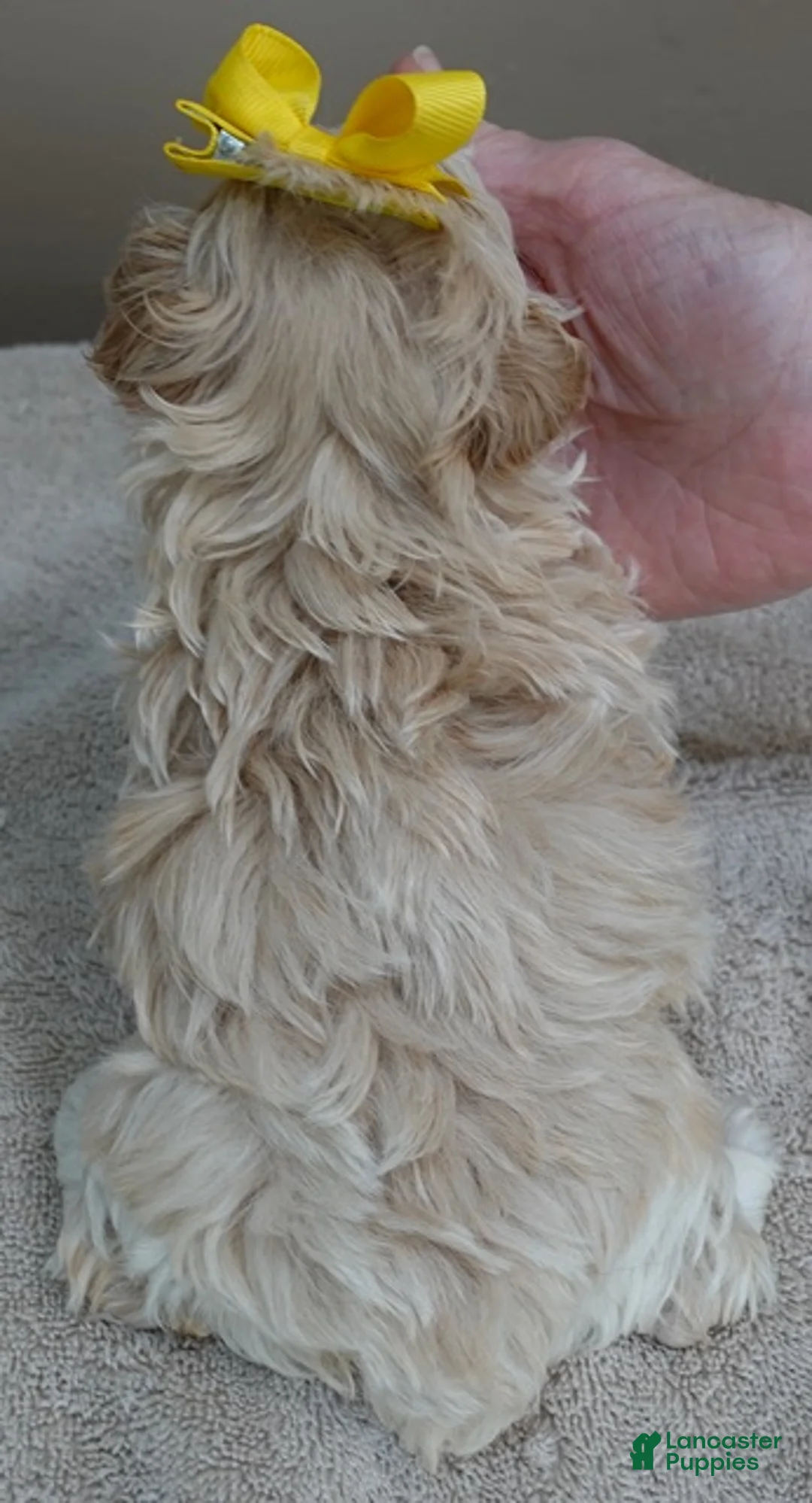 Maltipoo dogs for sale: Niko TEACUP 1 lb 2 ozs - Ad 13