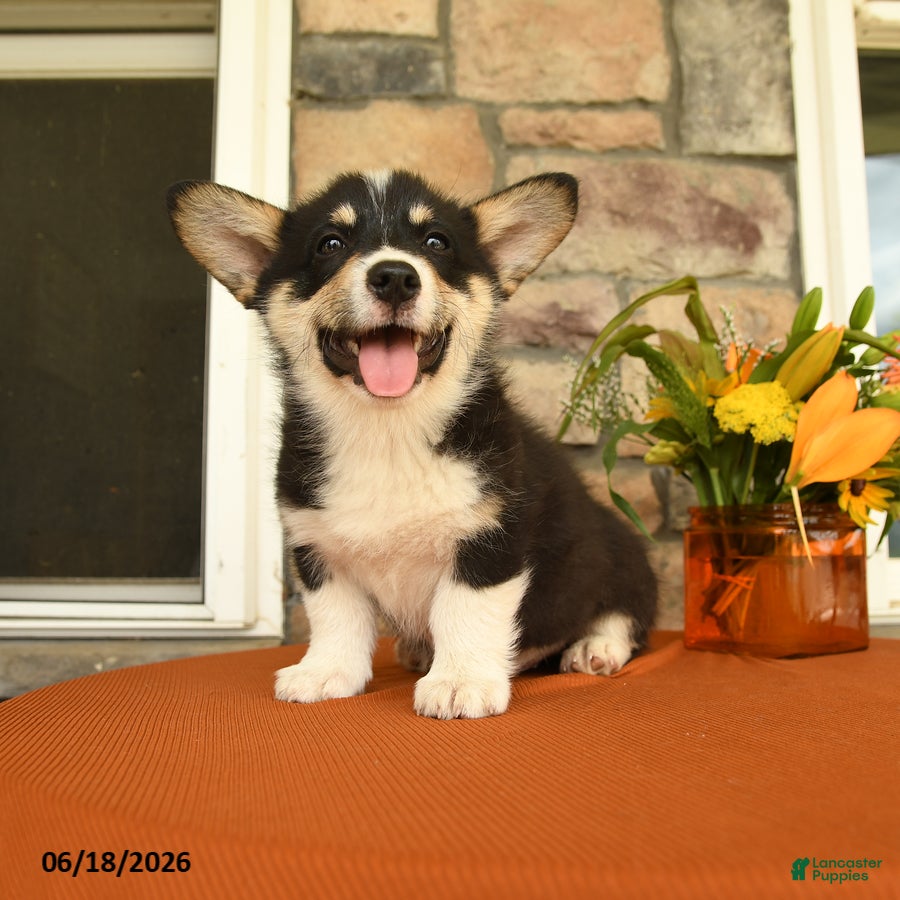 Welsh Corgi Pembroke dogs Danny - Ad 2