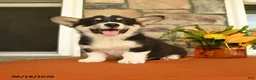 Welsh Corgi Pembroke dogs for sale: Danny - Ad 2