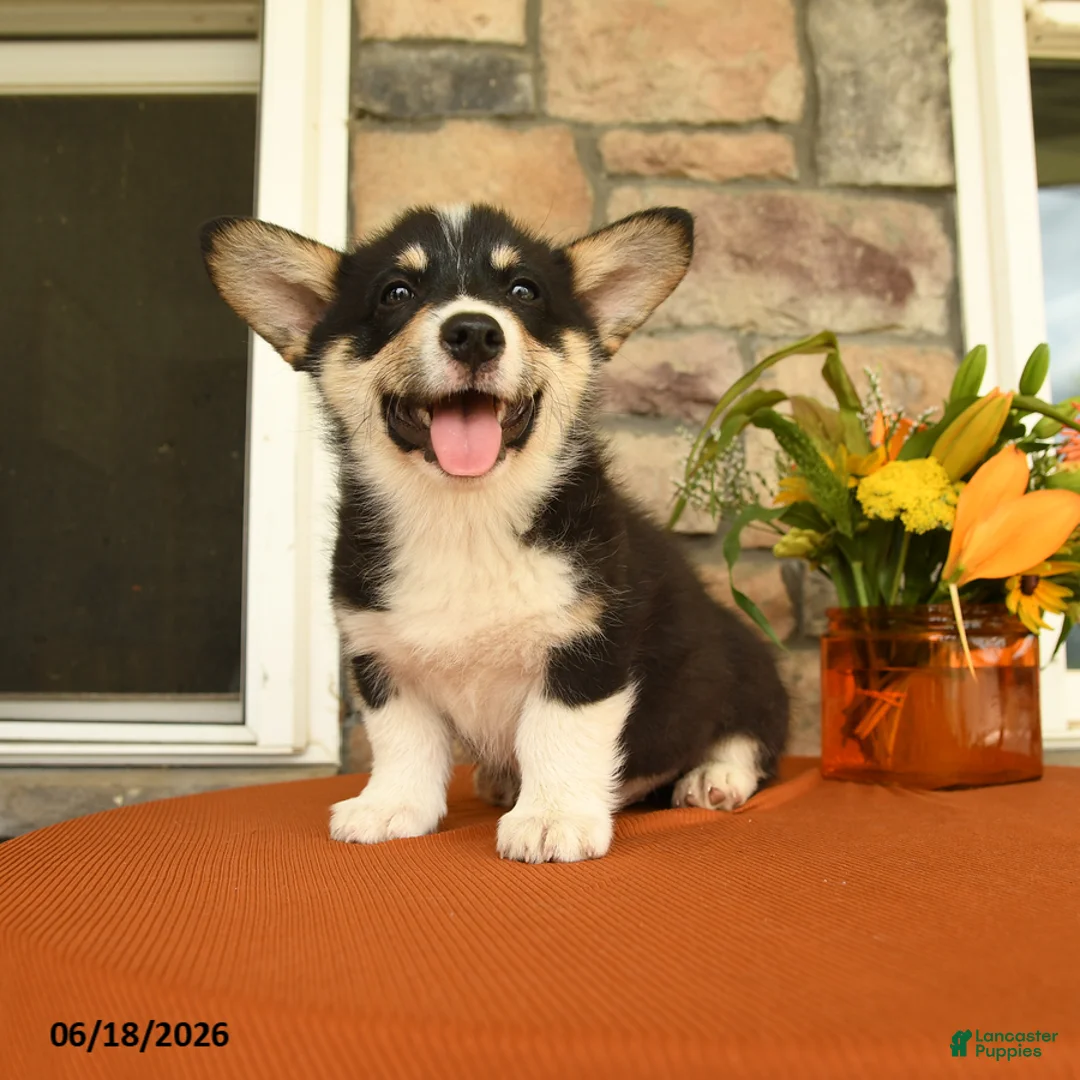 Welsh Corgi Pembroke dogs for sale: Danny - Ad 2