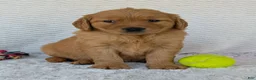 Golden Retriever dogs for sale: Miss Honey  - Ad 4