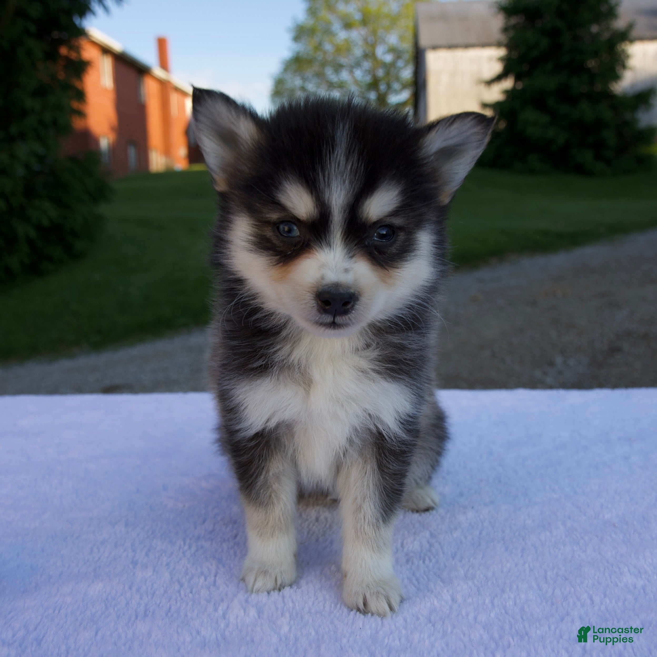 Pomsky dogs Marley - Ad 1