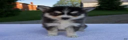 Pomsky dogs for sale: Marley - Ad 1