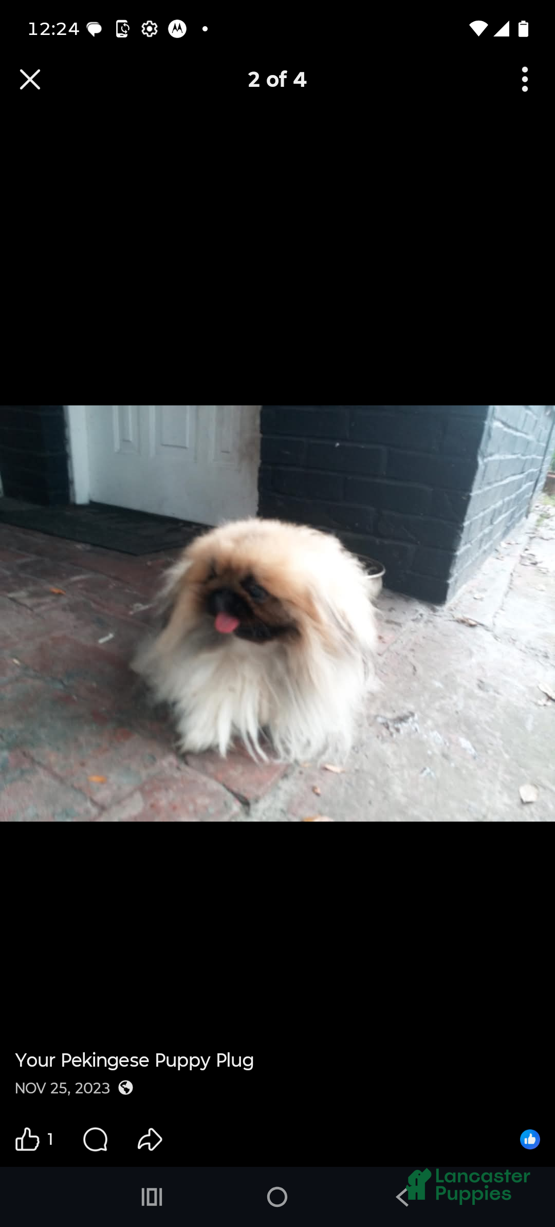 Pekingese dogs for sale: Wonder - Ad 8