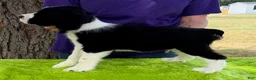 English Springer Spaniel dogs for sale: English Springer Spaniel Puppy Neo - Ad 5