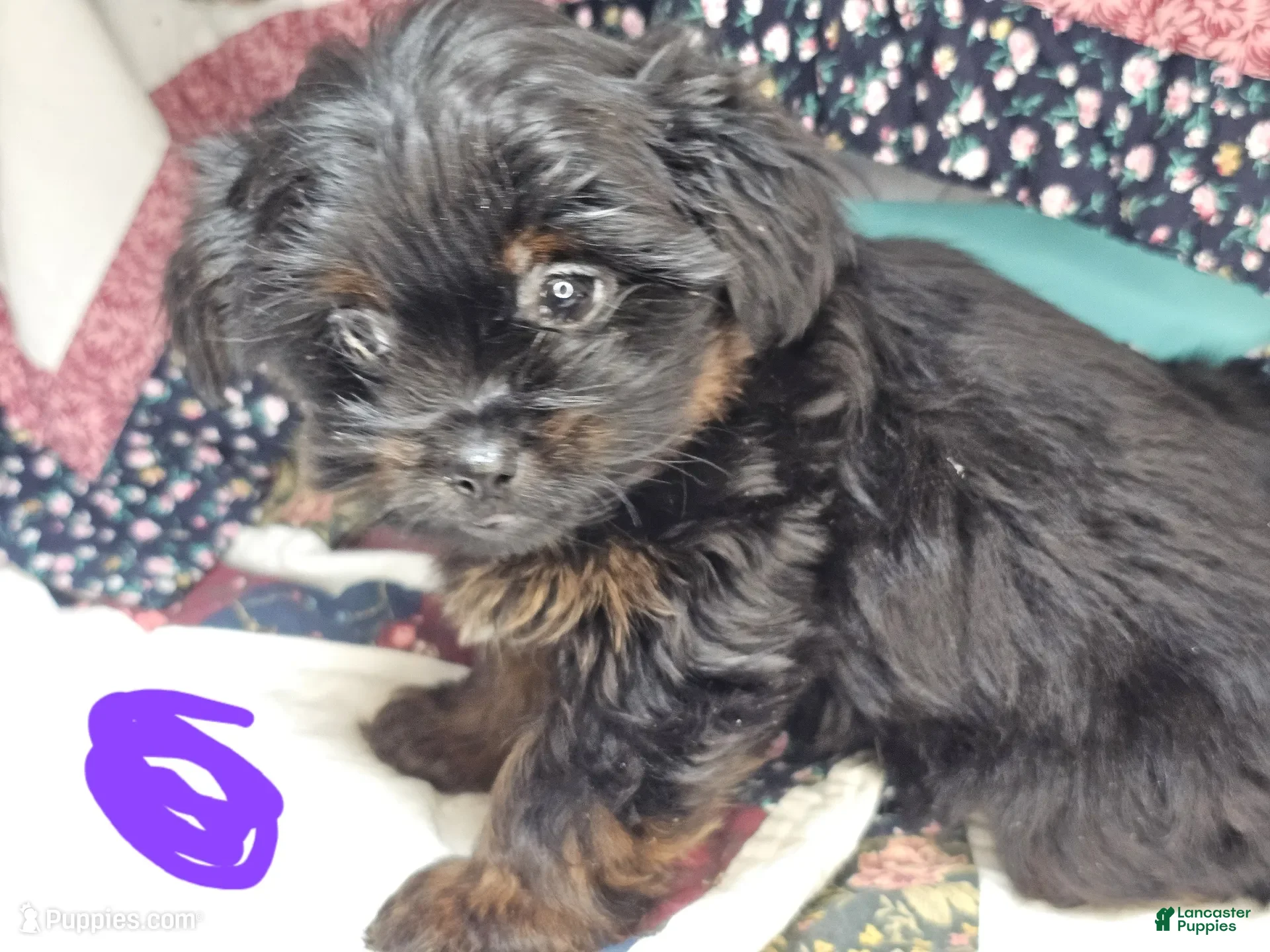 Mixed Breed dogs Glorie [Yorkinese] - Ad 8