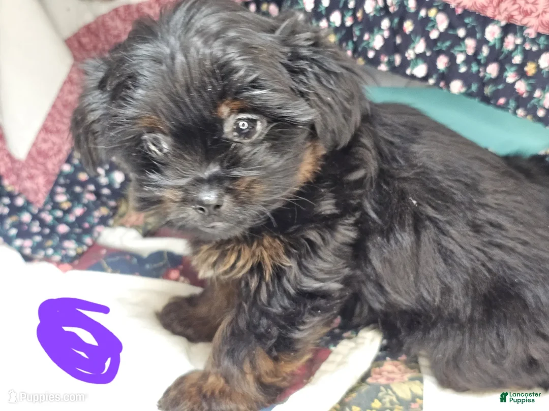 Mixed Breed dogs for sale: Glorie [Yorkinese] - Ad 2